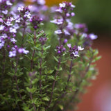 Live Thyme Herb Plant, Edible Culinary Thyme Herb Plant for Containers