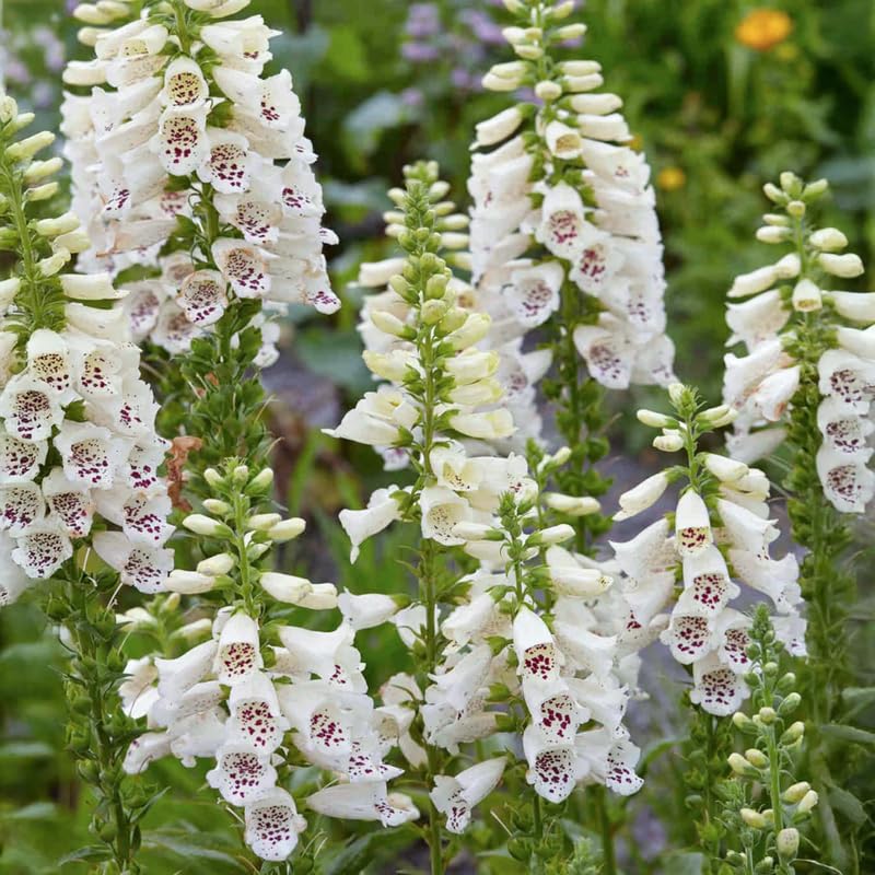 White Foxglove Flower Live Plant, 3-6 Inch Tall, 3 Inch Pot