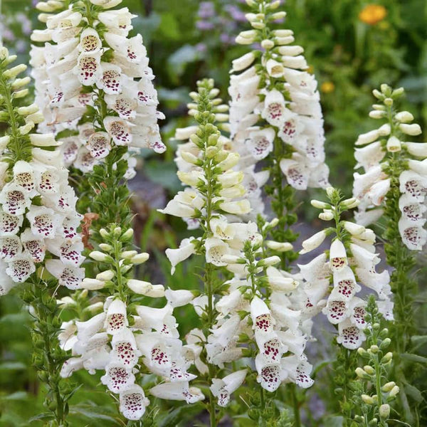 White Foxglove Flower Live Plant, 3-6 Inch Tall, 3 Inch Pot
