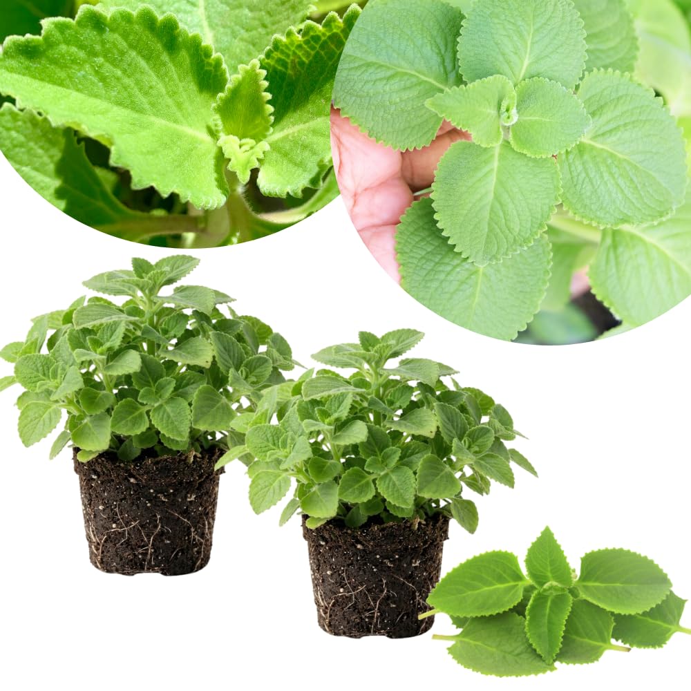 2 Cuban Oregano Plants Live, Kitchen Herb Plant, 4-6 Inch Tall
