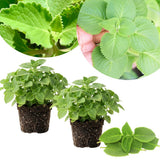 2 Cuban Oregano Plants Live, Kitchen Herb Plant, 4-6 Inch Tall