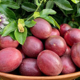 Set 2 High-yielding Passion Fruit Plants Live, Fast-Growing Passionfruit Vine Live Plants Tree for Full Sun Growing, Summer Planting, 4-7 Inches, No Pot, Hardy Tropical Trellis Planting
