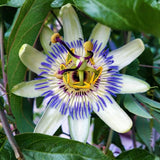 Blue Passion Flower Live Plant, Passiflora Garden Vine, 4-7 Inch Tall