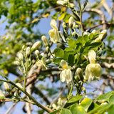 100+ Moringa Oleifera Drumstick Seeds