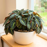 Begonia Live Plant, Basket Plant, 4-6 Inch Tall, 4 Inch Pot