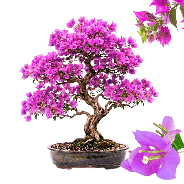 Purple Bougainvillea Plant Live, Patio Flower Vine, 4-6 Inch Tall, 4" Pot