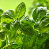 Sweet Basil Live Herb Plant 3-5 Inch Tall, 4 Inch Pot