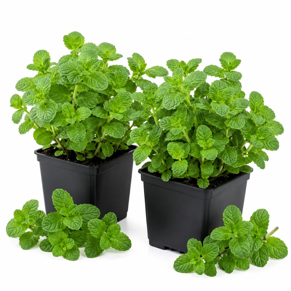 2 Mojito Mint Live Plants, Mint Herb Plant, 3-7 Inch Tall