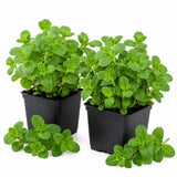2 Mojito Mint Live Plants, Mint Herb Plant, 3-7 Inch Tall