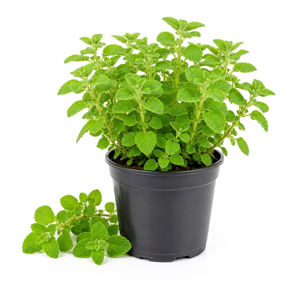 Oregano Live Plant, Garden Herb Plant, 4-7 Inch Tall