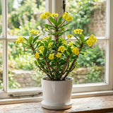 Yellow Crown of Thorns Plant Live, 4-6 Inch Tall, 4 Inch Pot
