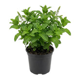 Strawberry Mint Live Plant, 3–5 Inch Tall