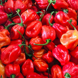 Red Habanero Pepper Plant Live 3-6 Inch Tall, 2 Plant Per Pot