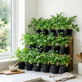 Parsley Plant Live, Garden Herb Plant, 4-6 Inch Tall, 4 Inch Pot