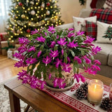 Purple Christmas Cactus Live Plant, 3 Inch Pot, 2 Plants Per Pot