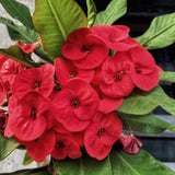 Red Crown of Thorns Live Plant, Potted Cactus Plant, 4 Inch Pot
