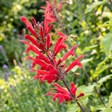 Pineapple Live Salvia Sage Plant, Hardy Flower Plant, 4-7 Inch Tall