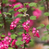 Pink Currant Live Plant, Berry Shrub, 6-10 Inch Tall, 4 Inch Pot