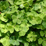 Green Live Shamrock Oxalis Plant, Easy Care Houseplant, 5-7 Inch Tall