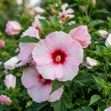 2 Pink Red Hibiscus Bushes Live Plants, Vibrant Bloom Plant, 5-7 Inch Tall