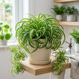 Curly Spider Plant Live, Indoor Decor Plant, 3-5 Inch Tall, 2 Inch Pot
