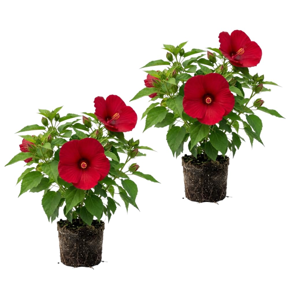 2 Red Hibiscus Bushes Live Plants, Flower Bush, 7-9 Inch Tall