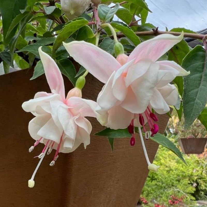 Light Pink Fuchsia Live Plant, Long Blooming Flower, 5 Inch Pot