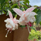 Light Pink Fuchsia Live Plant, Long Blooming Flower, 5 Inch Pot