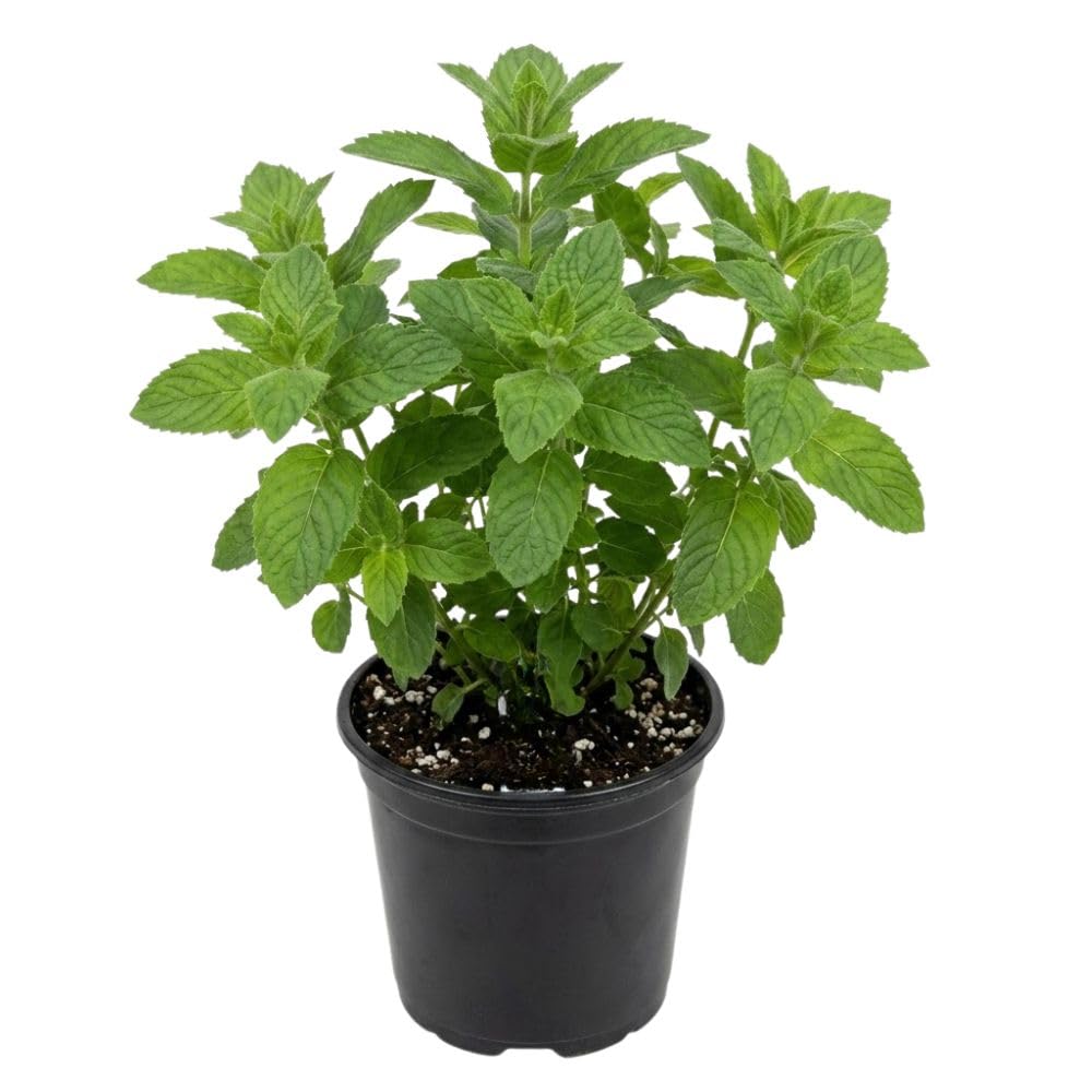 Lemon Mint Live Plant, 3–5 Inch Tall