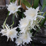 Night Blooming Cactus Plant, 4-6 Inch Tall, Fragrant White Cactus