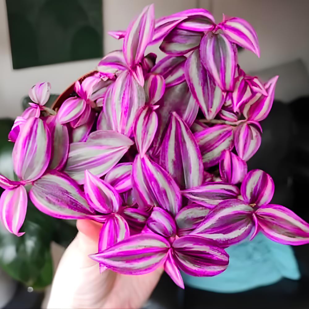 Pink Wandering Jew Live Plant, Desk Shelf Plant, 3-5 Inch Tall, 3 Inch Pot