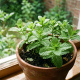 2 Mint Live Live Plants, Mint Herb Plant, 3-7 Inch Tall