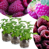 3 Plugs Raspberry Plants Live for Planting, Starter 3-5" in Tall, Sweet Raspberry Plants Bushes Ready for Spring Garden, Cold Hardy, No Pot (Delight Red)