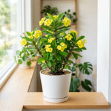 Crown of Thorns Plant, 4-6 Inc Tall, Flowering Succulent, Yellow Blooms