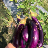 Live Eggplant Plant, Long Purple Eggplant Seedling in 4" Pot