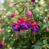 White Purple Fuchsia Live Plant, Flower Plant, 4-8 Inch Tall in 5 Inch Pot