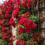 2 Double Red Bougainvillea Live Plants, Vine Plant, 4-6 Inch Tall