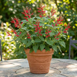 2 Pineapple Live Salvia Sage Plants, Flower Plant, 4-6 Inch Tall