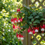 Red White Fuchsia Live Plant, 4-8 Inch Tall, 5 Inch Pot