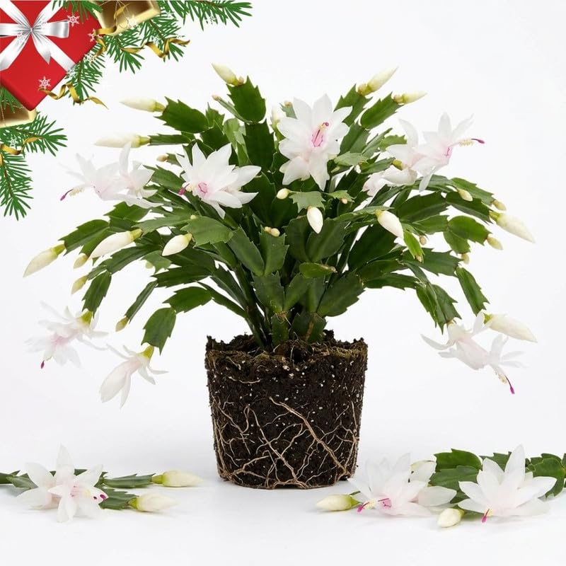 Live White Christmas Cactus in 3 Inch Pot, 2 Plants Per Pot
