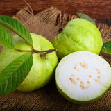 White Guava Tree Plant Live, Fruit Tree, 8-10 Inch Tall