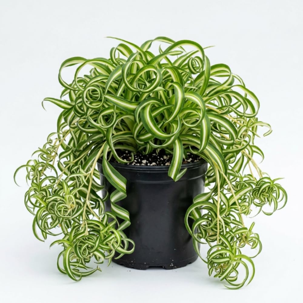 Curly Spider Plant Live, Indoor Decor Plant, 3-5 Inch Tall, 2 Inch Pot