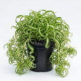 Curly Spider Plant Live, Indoor Decor Plant, 3-5 Inch Tall, 2 Inch Pot