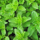 Oregano Herb Live Plant, Garden Herb Plant, 4-6 Inch Tall, 3.5 Inch Pot