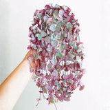Variegated String of Heart Plant, 2" Pot