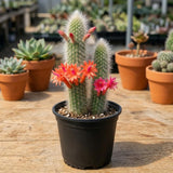 Trailing Monkey Tail Cactus Live Plant, Succulent Plant, 4 Inch Pot