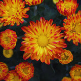 2 Chrysanthemum Live Plants, Spring Bloom Flower Plant, 5 Inch Tall