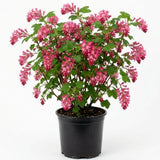 Pink Currant Bush Live Plant, Berry Shrub, 6-10 Inch Tall, 4 Inch Pot