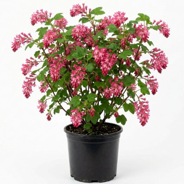 Pink Currant Bush Live Plant, Berry Shrub, 6-10 Inch Tall, 4 Inch Pot
