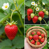 2 Red Strawberry Live Plants, Berry Fruit Plant, 3-5 Inch Tall, 3 Inch Pot